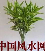 焦作十二生肖养什么植物最旺财运？你知道吗！